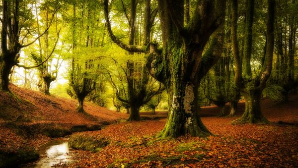 Floresta Otzarreta está localizada no País Basco, Espanha. Na floresta Otzarreta ficam as árvores com galhos mais surreais do mundo - Sputnik Brasil