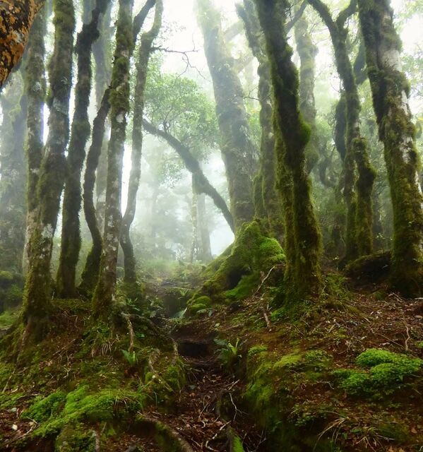 Na Nova Zelândia, conhecida por suas paisagens pitorescas, fica a chamada floresta de Goblins. Os troncos e ramos das árvores na floresta são cobertos por musgo e líquen - Sputnik Brasil