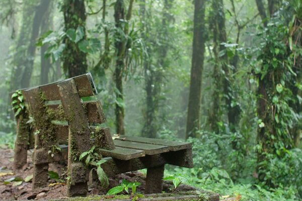 Floresta Nublada de Monteverde, na Costa Rica; montanhas gigantescas cobertas pela selva, nuvens baixas ao redor e chuvas constantes - Sputnik Brasil