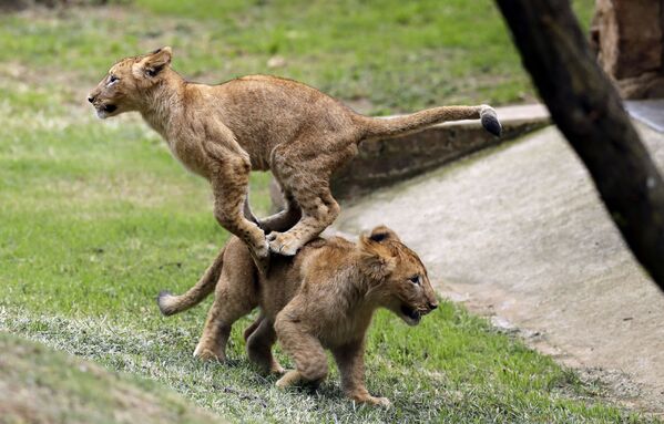 Dois filhotes de leão brincam no zoológico de Joanesburgo, África do Sul. - Sputnik Brasil