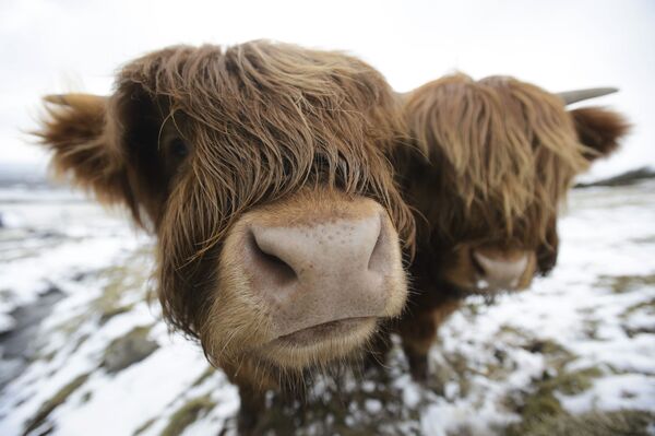 Vacas pastando perto de Glasgow, Escócia. - Sputnik Brasil