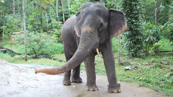Elefante na Índia (imagem referencial) - Sputnik Brasil