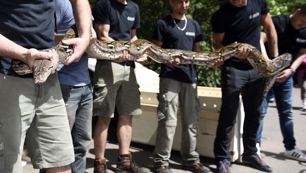 Trabalhadores do zoológico de Amnéville seguram uma cobra píton-reticulada de 7 metros de comprimento e pesando 80 kg, após sua chegada ao zoológico na França, 28 de julho de 2017 - Sputnik Brasil