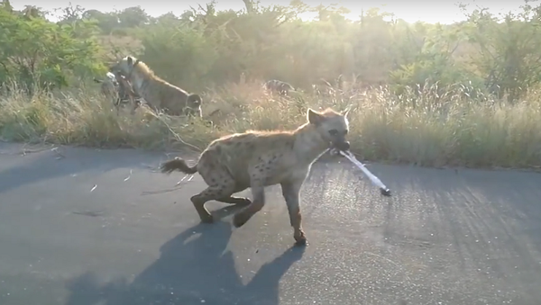 Safari extraordinário: visitante filma de perto batalha feroz entre hienas e cães - Sputnik Brasil