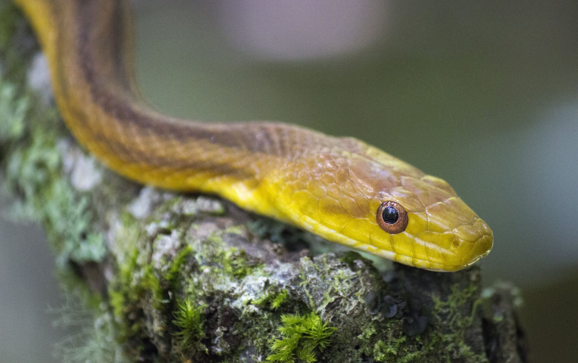 Serpente se arrasta por parede imitando 'jogo da cobrinha' (VÍDEO