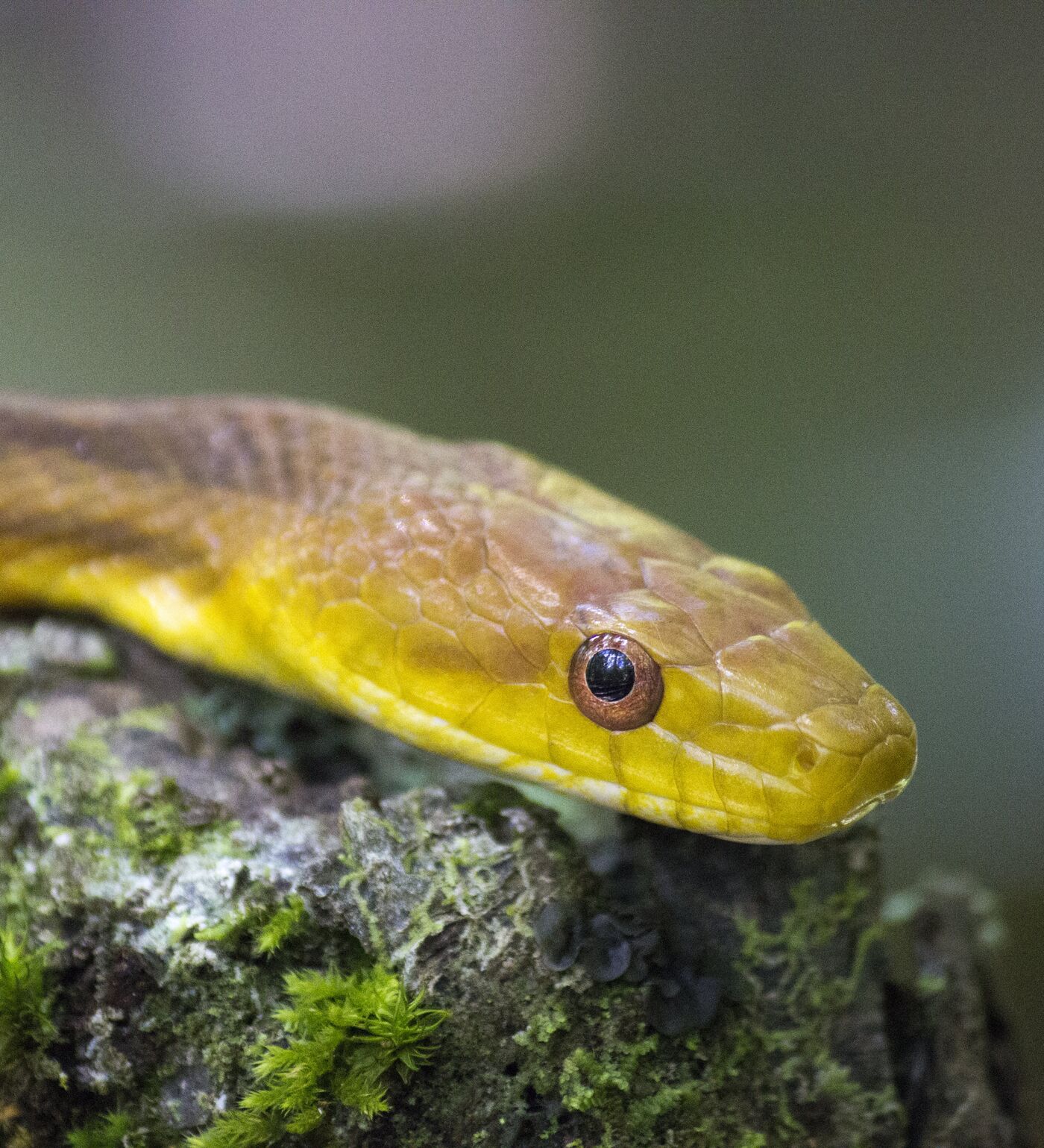 Serpente se arrasta por parede imitando 'jogo da cobrinha' (VÍDEO) -  29.06.2018, Sputnik Brasil