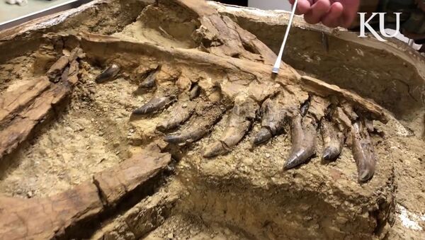 Restos de tiranossauro achados em Montana, nos EUA - Sputnik Brasil
