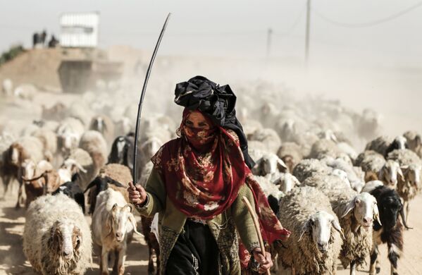 Mulher pasta ovelhas nos subúrbios de Gaza - Sputnik Brasil