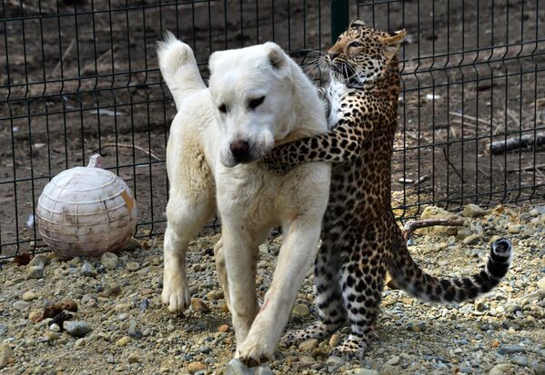 Pastor-da-ásia-central Elsa e pequeno leopardo Milasha no Jardim Zoológico dos subúrbios de Vladivistok, Extremo Oriente russo - Sputnik Brasil