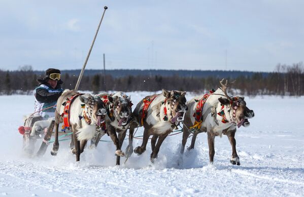 Corrida em trenó puxado por renas durante Festa do Norte na região russa de Murmansk - Sputnik Brasil
