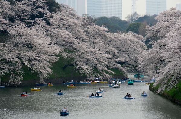 Pessoas durante passeios em barcos sob cerejeiras em Tóquio - Sputnik Brasil