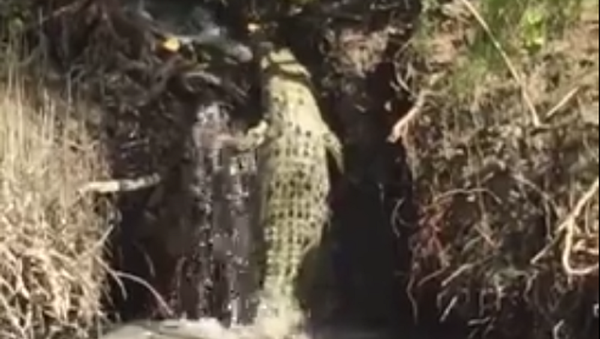 Crocodilo ninja tenta subir cascata para sair da rotina - Sputnik Brasil