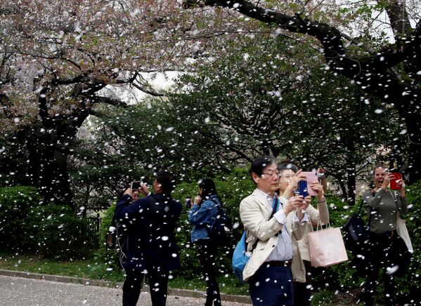 Pessoas tiram fotos da floração das cerejeiras em Tóquio, no Japão - Sputnik Brasil
