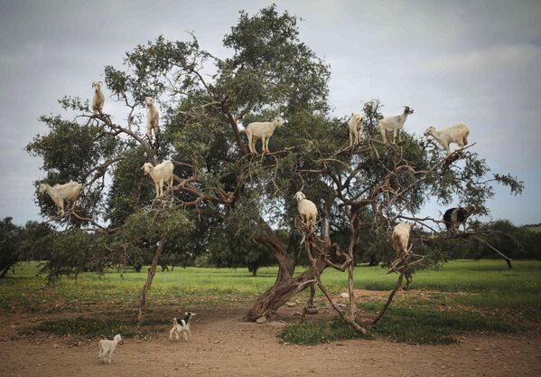 Cabras empoleiradas em uma árvore de argan, em Marrocos - Sputnik Brasil