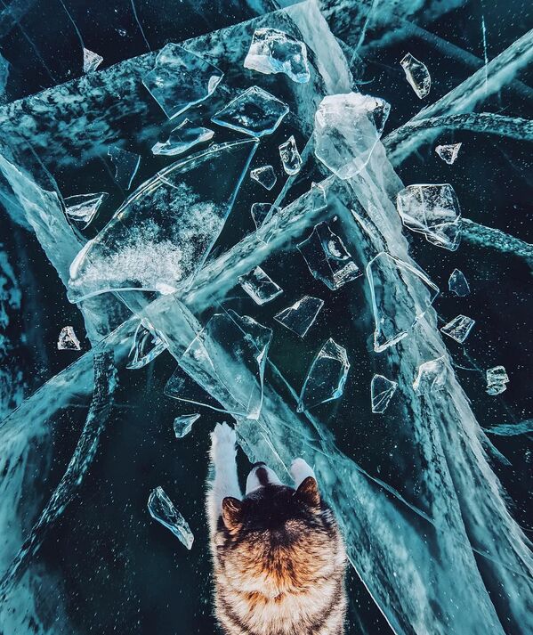 Cachorro no lago Baikal congelado - Sputnik Brasil