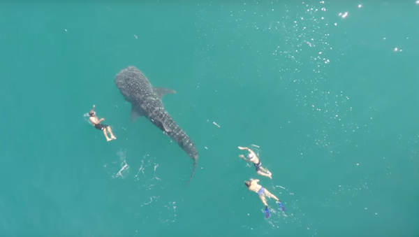 Natação inesquecível com o maior tubarão da Terra - Sputnik Brasil
