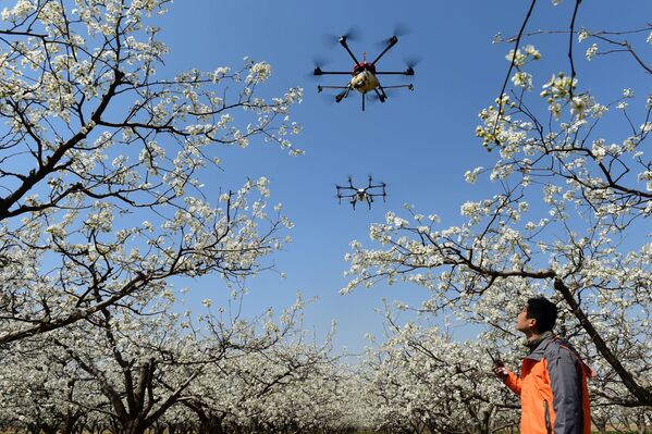 Drones usados para polinizar flores de pera são vistos em Cangzhou, na China - Sputnik Brasil