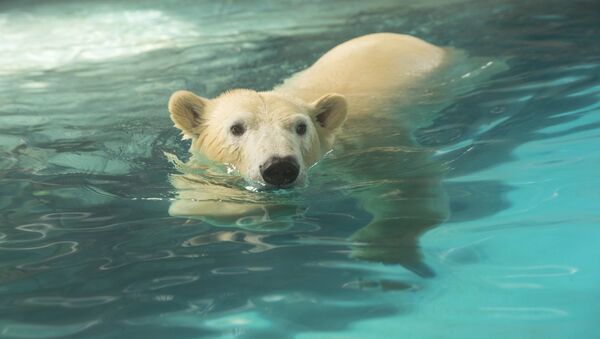 Ativistas pedem que ursos polares do Aquário de São Paulo sejam levados de volta para a Rússia - Sputnik Brasil