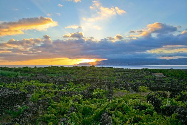 A Paisagem da Cultura da Vinha da Ilha do Pico, que se situa no arquipélago dos Açores, inclui um notável padrão de muros lineares paralelos e perpendiculares à linha de costa rochosa, onde as vinhas são cultivadas em chão de lava negra - Sputnik Brasil