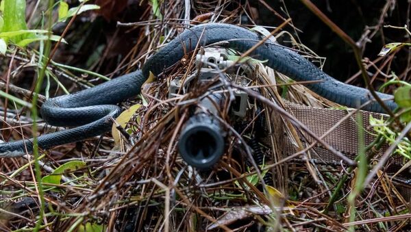 Serpente corredora-azul desliza sobre a espingarda de William Snyder da Guarda Nacional dos EUA durante treinamento militar - Sputnik Brasil