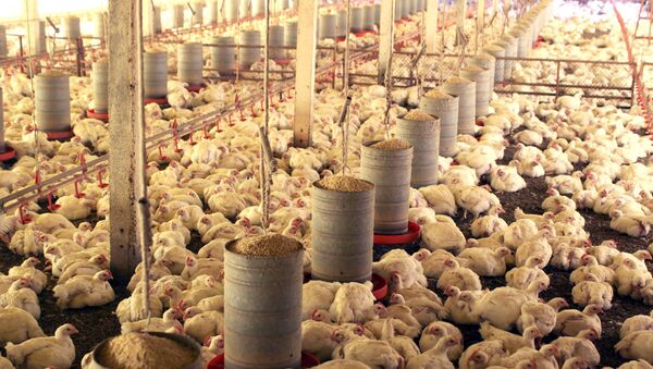 Proibição de importação de frango brasileiro pela UE deve causar 30 mil demissões no setor - Sputnik Brasil