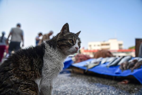 Um gato olhando para tendas com peixe fresco no porto da cidade de Foca, Turquia. - Sputnik Brasil