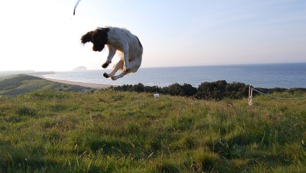 Cachorro pairando no ar (imagem referencial) - Sputnik Brasil