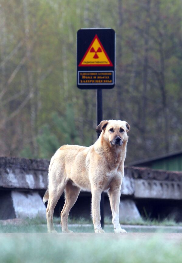Cachorro na cidade fantasma de Chernobyl - Sputnik Brasil