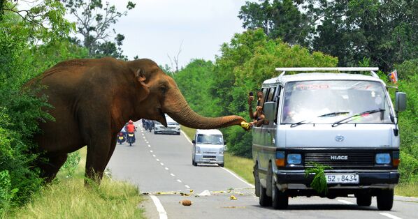 Passageiros dão banana a um elefante em uma rodovia em Sri Lanka - Sputnik Brasil