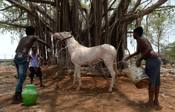 Indiano refresca seu cavalo em um dia de calor, em Chennai - Sputnik Brasil
