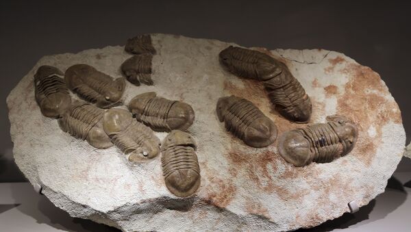 Fósseis de trilobitas na exposição do Museu Americano de História Natural, Nova York - Sputnik Brasil