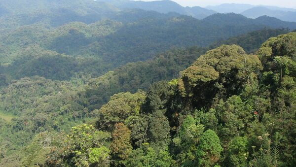 Floresta em Ruanda - Sputnik Brasil