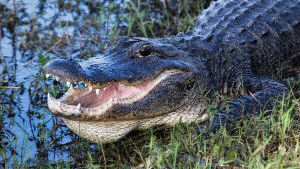 Crocodilo na Flórida (imagem ilustrativa) - Sputnik Brasil