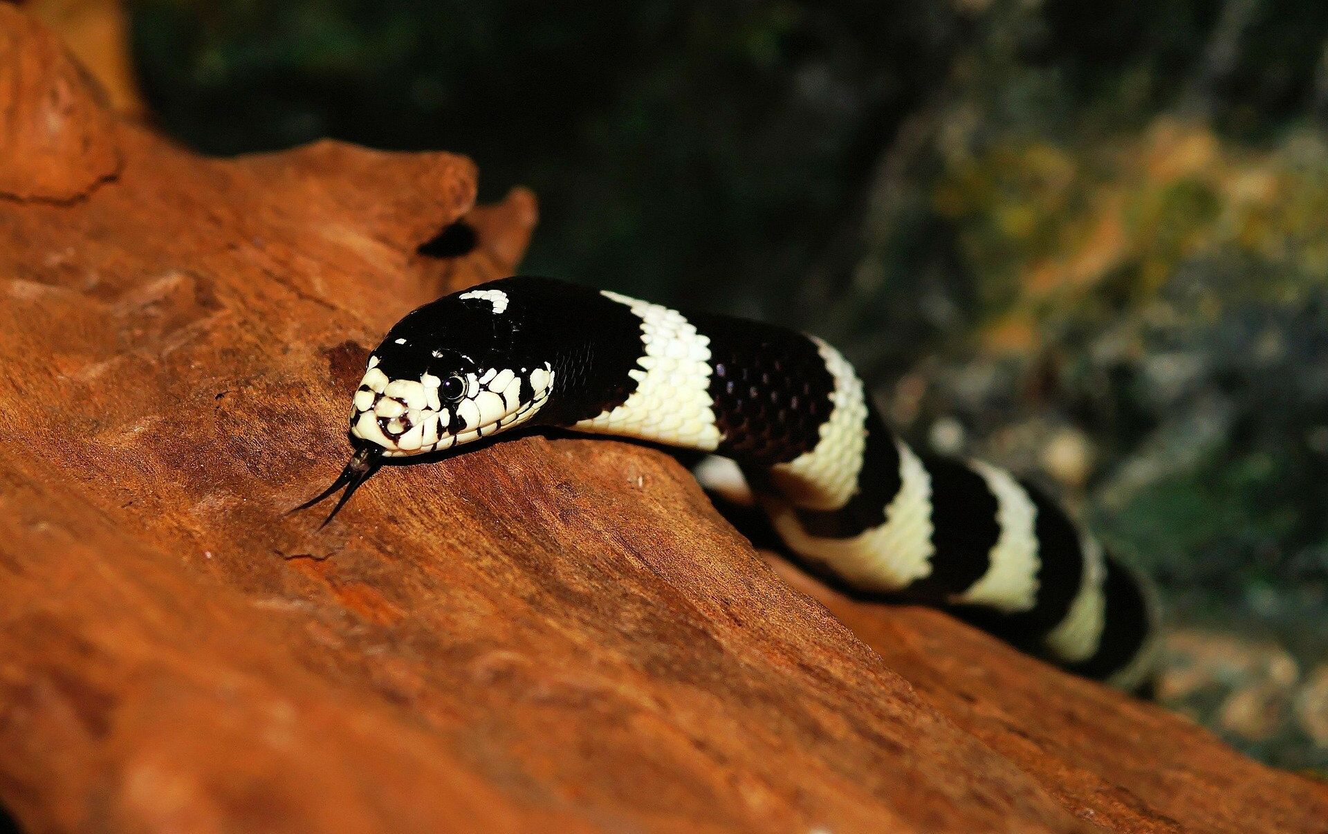 Cobras venenosas estão maiores, mais fortes e geram medo na Austrália