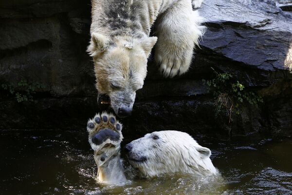Ursos polares brincam na água em um jardim zoológico em Berlim, na Alemanha - Sputnik Brasil