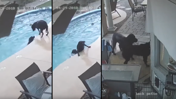 Cachorro mergulha em piscina para salvar amigo - Sputnik Brasil