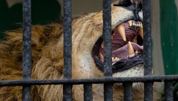 Cage with a lion - Sputnik Brasil
