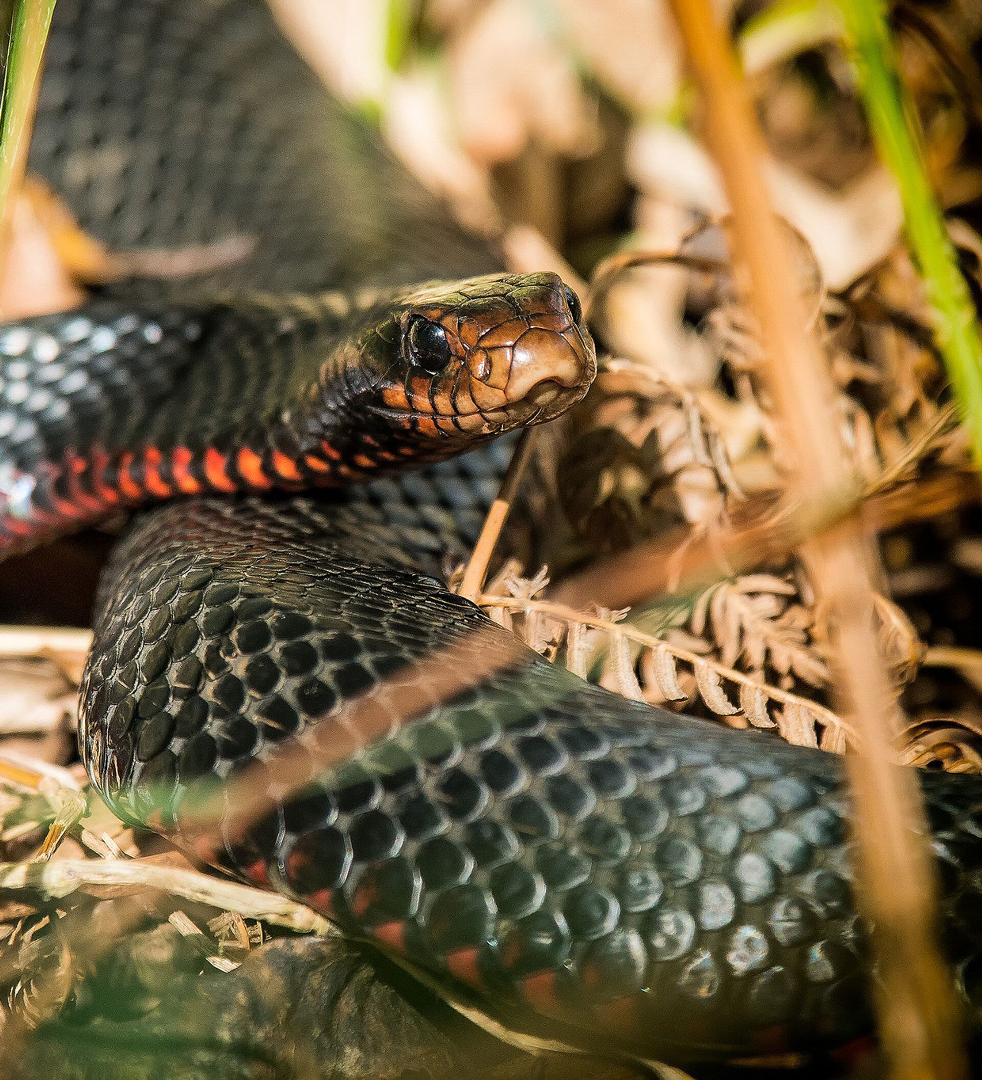 Australiana encontra cobra venenosa de 1,80m em cama