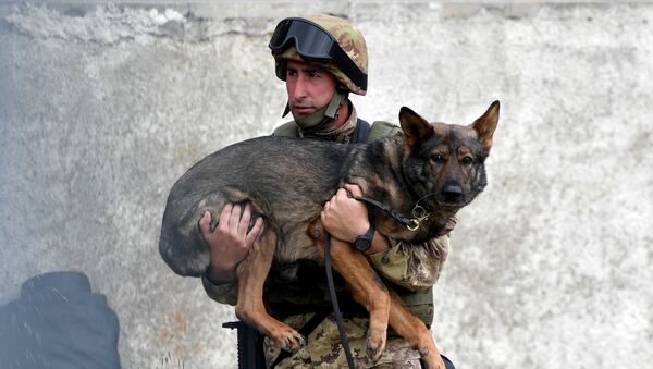 Soldado do exército italiano carrega seu cão durante exercício militar em um campo de treinamento em Cesano, perto de Roma, em 21 de maio de 2018 - Sputnik Brasil