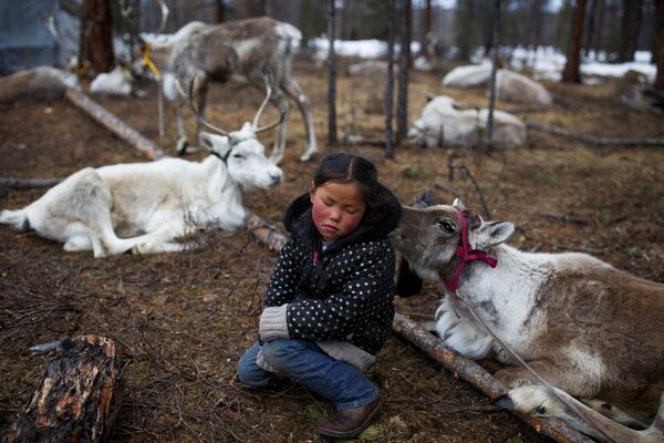 Menina mongol entre renas perto do povoado de Tsagaannuur, Mongólia - Sputnik Brasil