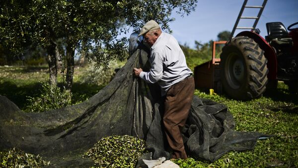 Homem durante colheita de olivas em Santarém, parte central de Portugal, foto de arquivo - Sputnik Brasil