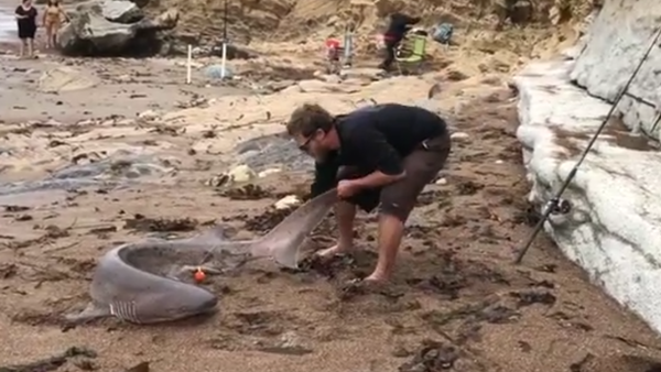 Tubarão na costa da Califórnia - Sputnik Brasil