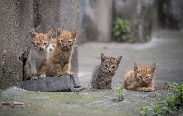 Cinco gatinhos em um bairro residencial de Xangai, na China - Sputnik Brasil
