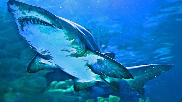 Tubarão-tigre (imagem referencial) - Sputnik Brasil
