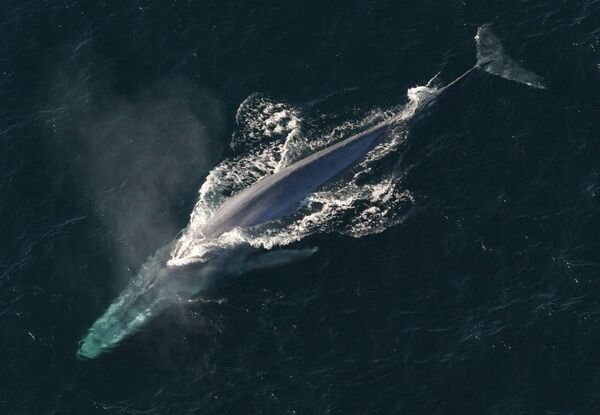 Baleia azul, o maior mamífero no mundo - Sputnik Brasil