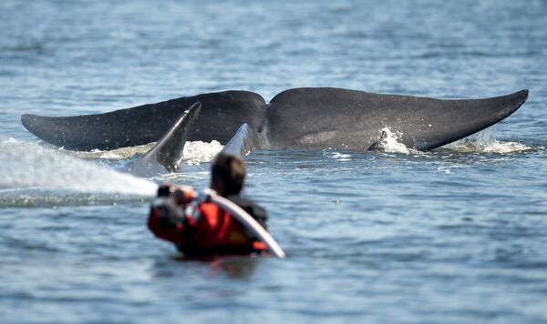 Cauda da baleia-comum é vista perto de um membro da equipe de resgate, nas águas de Jutlândia, em Dinamarca - Sputnik Brasil