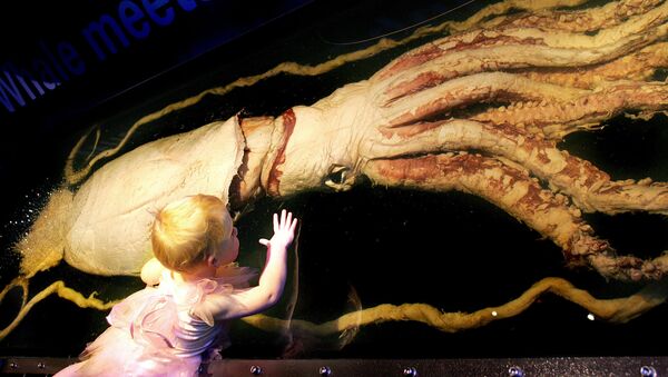 Menina de três anos olha para uma lula gigante em uma exposição em Melbourne, na Austrália - Sputnik Brasil