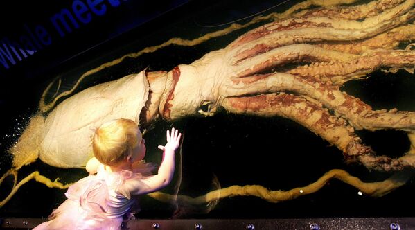 Menina de três anos olha para uma lula gigante em uma exposição em Melbourne, na Austrália - Sputnik Brasil
