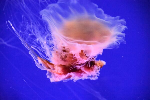 Água-viva-cabeluda no mar - Sputnik Brasil