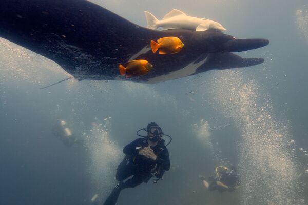 Manta gigante, espécie de peixe, junto com um mergulhador nas profundezas do mar - Sputnik Brasil